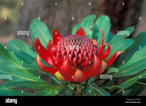 Floral Emblem Of New South Wales Hi Res Stock Photography And Images