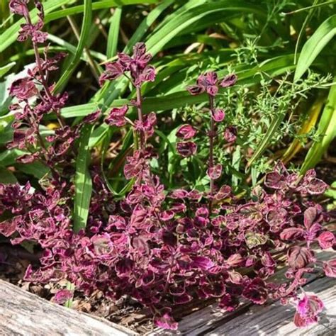 Колеус Trailing Plum Brocade