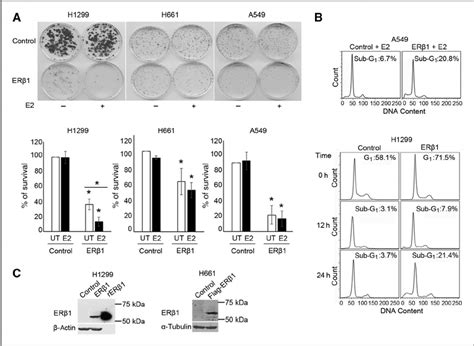 Er B 1 Inhibits The Growth Of Nsclc Cells A Control And Er B