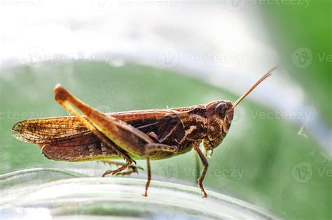 A Grasshopper On A Green Grass Background Close A Grasshopper Sits On A Glass Jar 20727026