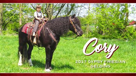 Sold Lcm Cory Gypsy Vanner Friesian Cross Gelding Kid Safe