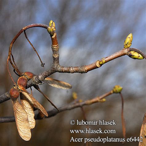 Acer pseudoplatanus Клен ложноплатановый Клен