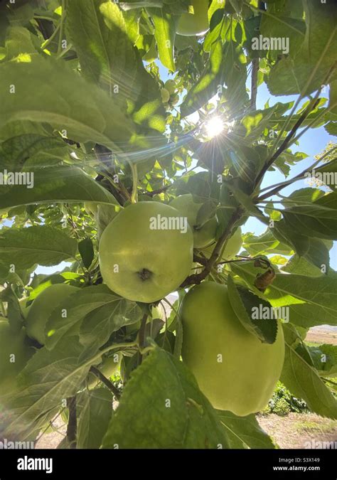 Elma Ağacı 🍏 Stock Photo - Alamy