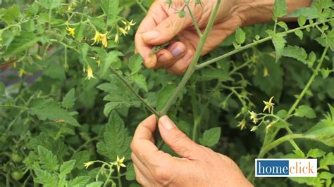 Pruning Tomatoes Youtube