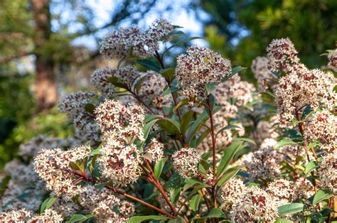 How to Grow and Care for Japanese Skimmia