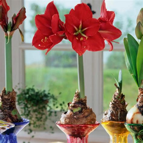 Amaryllis einpflanzen Von der Zwiebel bis zur Blüte mit diesen 5 Tipps