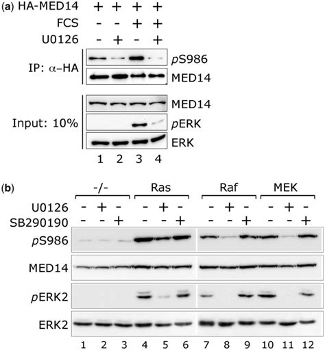 ERK Phosphorylates MED14 S986 In Response To Mitogenic Signals A