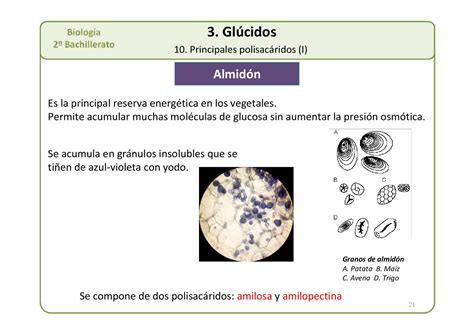 2º BAC AMPLIACION Presentacion T 03 Glucidos 2012 CALAMEO Downloader