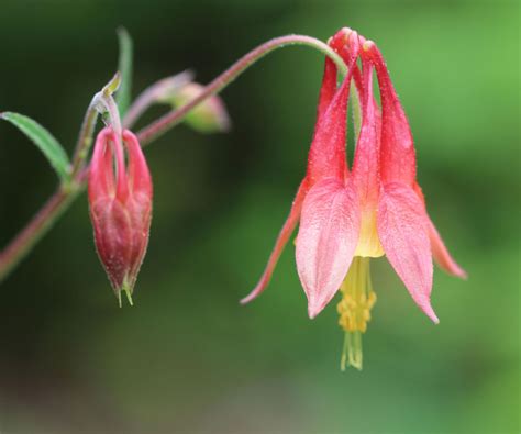 Fire-resistant plants: 8 varieties that can withstand heat | Homes and