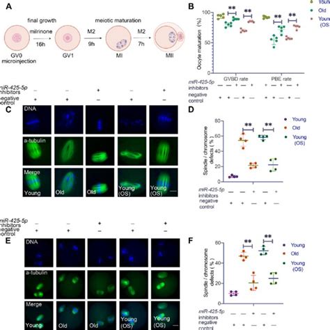 Mir 425 5p Inhibition Promotes Oocyte Maturation In Reproductively Old Download Scientific