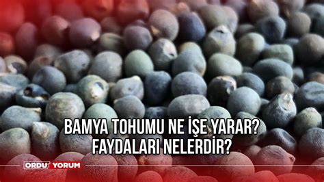 Bamya tohumu ne işe yarar Faydaları nelerdir Ordu Son Dakika