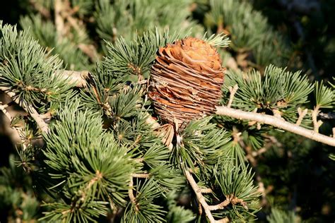 Cedrus Deodara Deodar Cedar Himalayan Cedar Cultivate Flickr