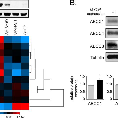 Correlation Of Mycn And Abc Transporter Gene Expression In