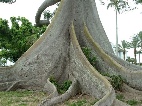 Kapok Tree Trunk Palm Beach A Photo On Flickriver