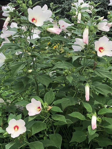 Hibiscus Luna Seed Mix Hibiscus Moscheutos Galaxy Multi Colored Large Flowers Bees Igrowhort