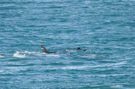 Orcas Cazando Leones Marinos Patagonia Argentina Foto Premium