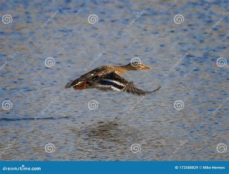 A mallard duck in flight stock image. Image of waterfowl - 172588829