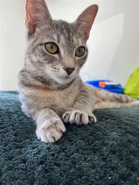 Gigi – Team Cat Rescue