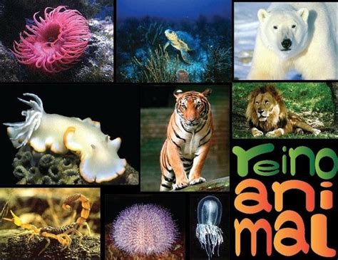 Reino Animal O Animalia Características Y Clasificación De Los Animales