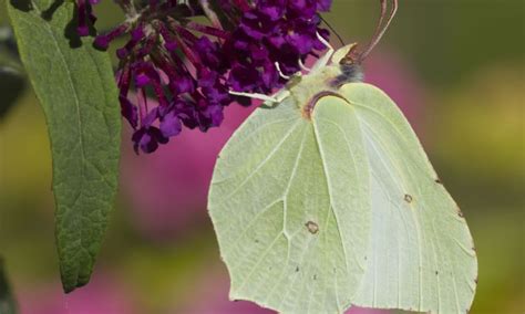 Top Insecten In Je Tuin Herkennen Natuurmonumenten