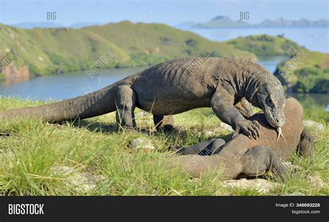 Fighting Comodo Dragon Image & Photo (Free Trial) | Bigstock