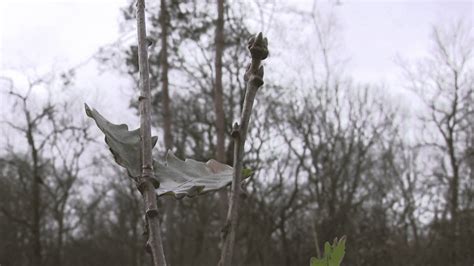 S Cheresse Des Arbres Plus R Sistants En France Face La Crise