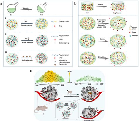 A Schematic Phase Transition Of Representative Hydrogels I Download Scientific Diagram