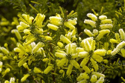 Lemon Bottlebrush Callistemon Pallidus Stock Image B8044476