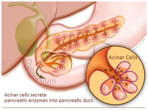 What Is The Function Of The Pancreas In The Endocrine System Hot Sex