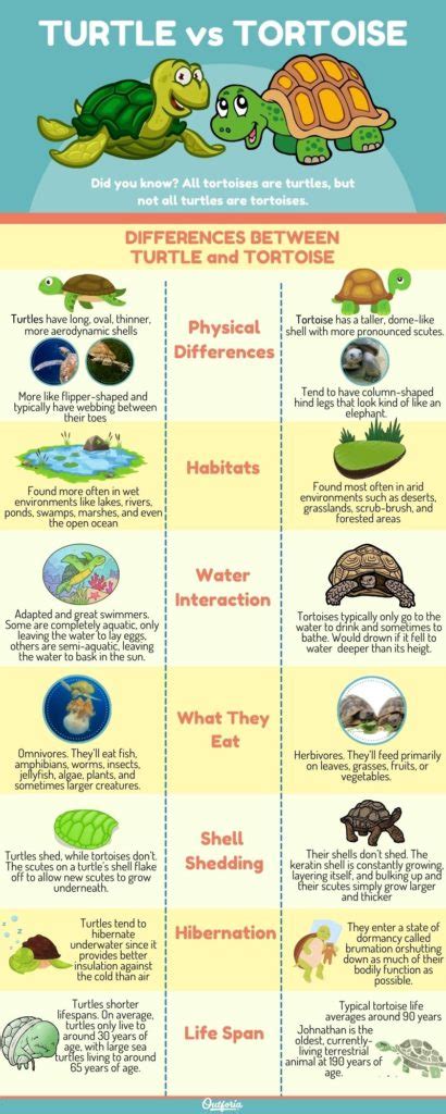 Turtle vs Tortoise: 7 Key Differences Detailed with Images and Facts