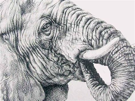 Beautiful Pencil Drawings Of Animals