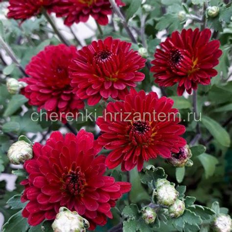 Хризантема Мультифлора №45 Andaz (Андаз)