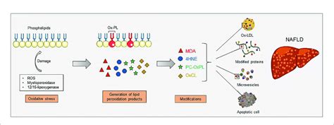 Increased Oxidative Stress Causes Lipid Peroxidation Which Can Occur