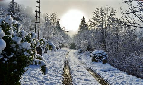 Banco De Imagens Panorama árvore Natureza Caminho Ramo Neve