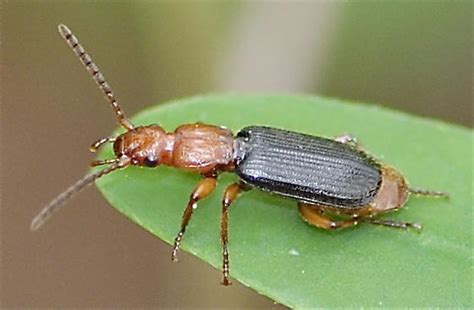 A Red Head With A Square Thorax And Black Elytra Helluomorphoides