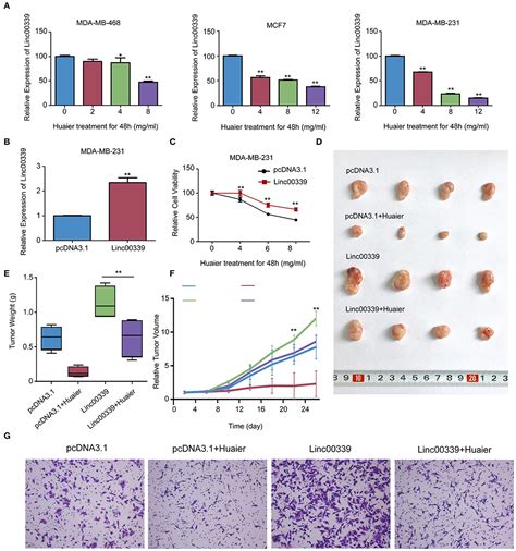 Frontiers Huaier Suppresses Breast Cancer Progression Via Linc