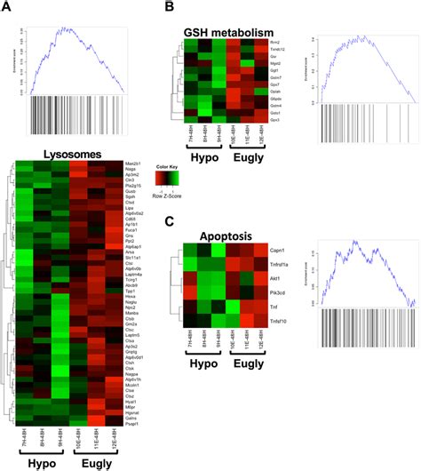 Heatmaps Of Selected Pathways That Were Significantly Enriched For