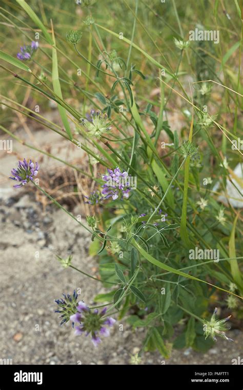 Blume Der Arabischen Erbse Bituminaria Bituminosa Fotos Und