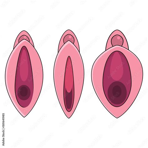 Set Human Vagina Vaginal Opening Or Female Reproductive Sex Organ Line Art Vector Icon For