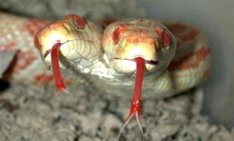 Two Headed Snakes Double The Danger Or Twice As Fascinating