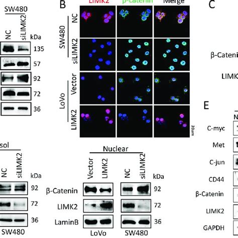 Knocking Down Limk2 Promotes β Catenin Nuclear Translocation And Download Scientific Diagram