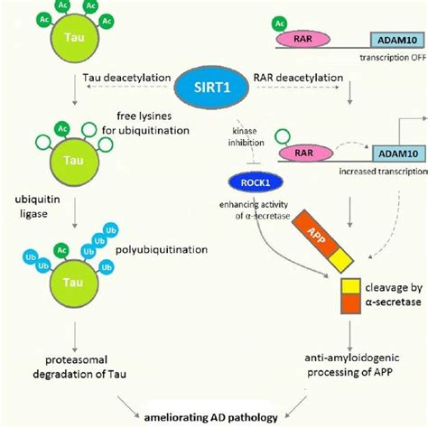 Mechanism Of SIRT1 Activation By Resveratrol The Effect Of Resveratrol