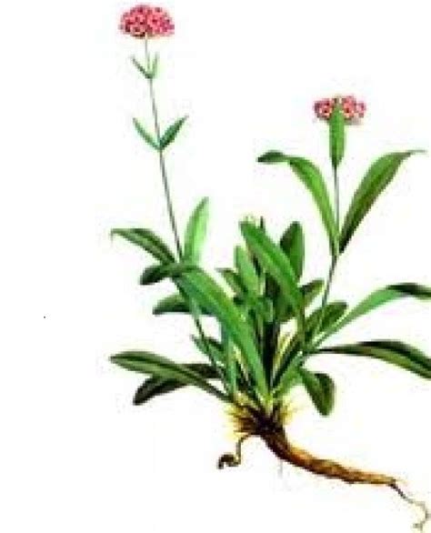 Spikenard Essential Oil 100% Pure & Natural Manufacture Suppliers