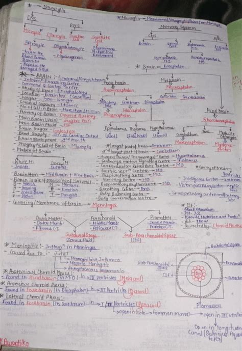 Neural Control And Coordination Short Notes Neet Pdf Download