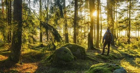 Qualit T Von Emissionsgutschriften F R Waldprojekte Risiken Und