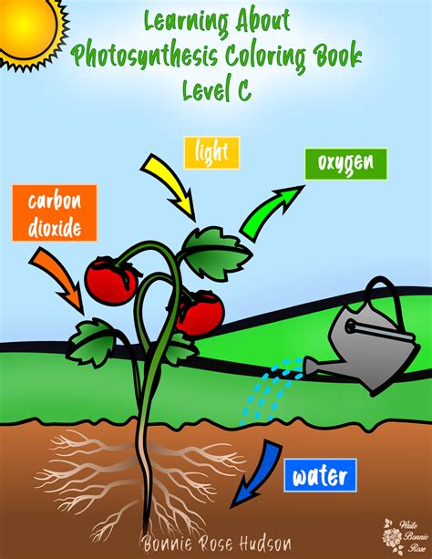 Photosynthesis Worksheets Library