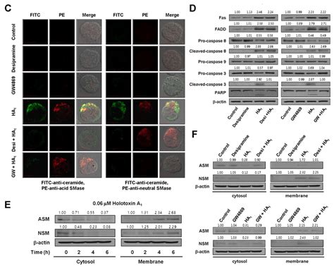 Holotoxin A Induces Apoptosis Through Activation Of Acid Smase And