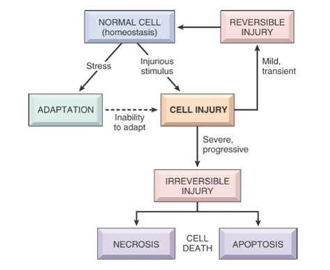 Cell Injury Necrosis Flashcards Quizlet