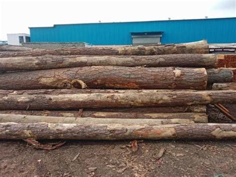 Ft Brown Round Pine Wood Logs At Rs Cubic Feet In Gandhidham