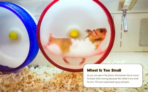 Hamster Cage Setup: Make an Enriching Home for Your Pet